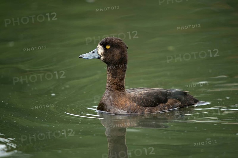 Aythya fuligula, heron duck, tufted duck, anatidae, birds, ducks, ducks, duckbirds, female, birds, waterbirds, waterbirds, female