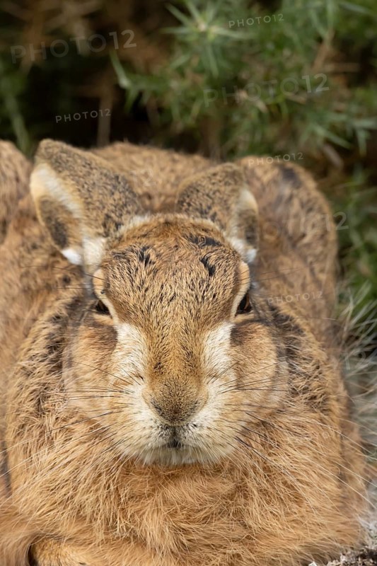 European brown hare (Lepus europaeus) adult animal head portrait, England, United Kingdom