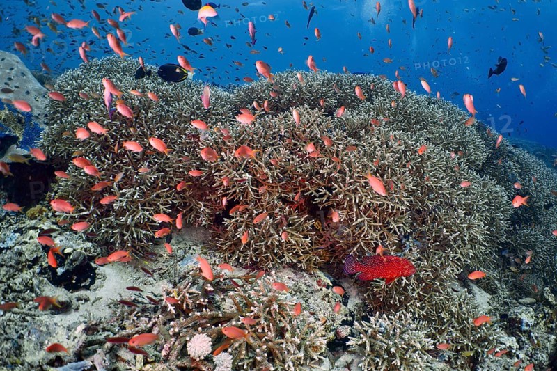 A huge school of small red fish, jewel bannerfish (Pseudanthias squamipinnis), swims above a vibrant coral reef, SD dive site, Nusa Ceningan, Nusa Penida, Bali, Indonesia