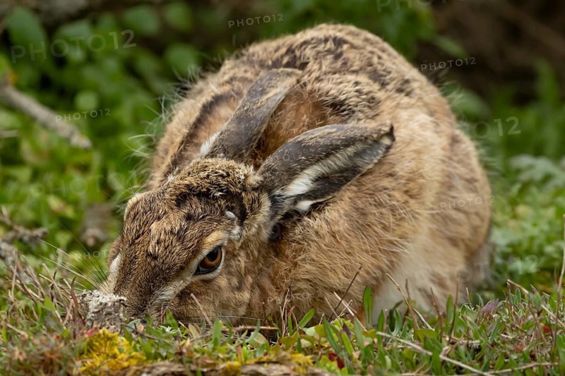 European brown hare (Lepus europaeus) adult animal feeding in grassland, England, United Kingdom