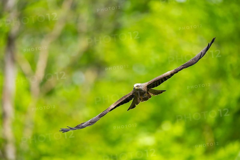 Black kite (Milvus migrans) flying in a forest in early summer, Bavaria, Germany
