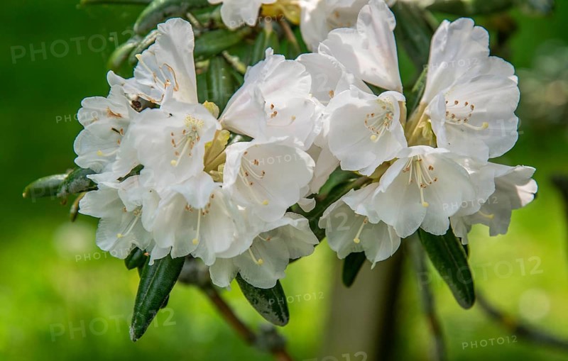 Rhododendron flower (Rhododendron Yakusimanum) in Ystad, Skåne county, Sweden, Scandinavia