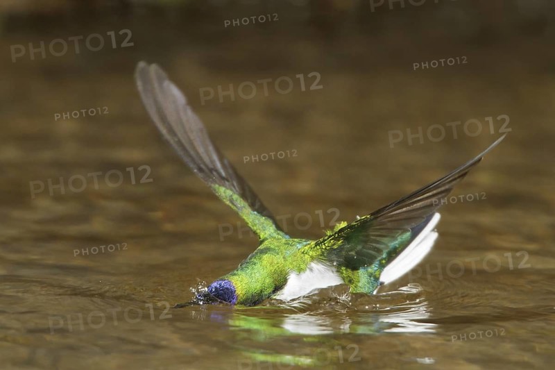 Purple-crowned Fairy (Heliothryx barroti), Costa Rica