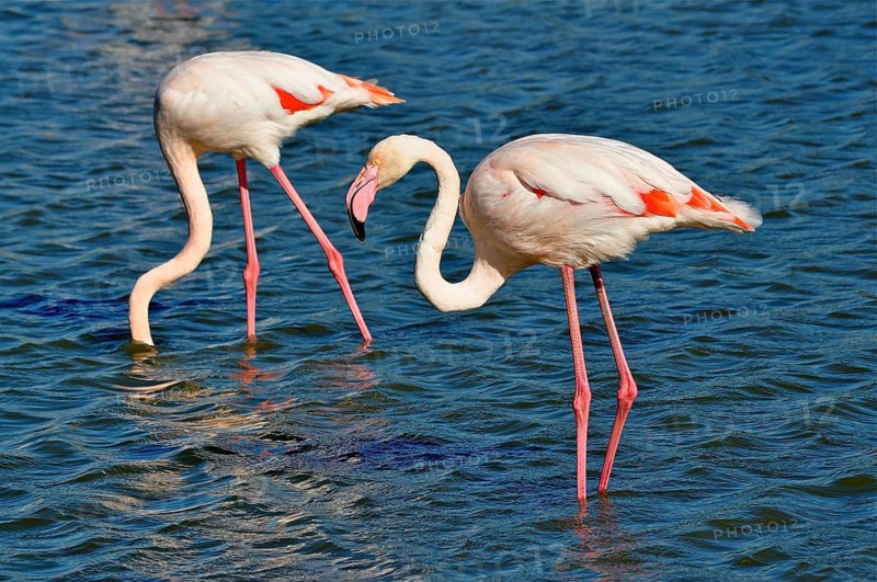 A pair of flamingos, the greater flamingo (Phoenicopterus roseus), stand in the water, displaying elegant postures and vibrant colours, Camargue, Provence, France