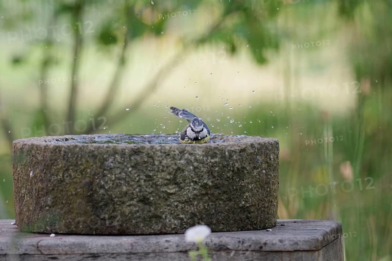 Blue Tit (Cyanistes caeruleus), bird bath, water, cute, water droplets flying through the air whilst the tit is bathing