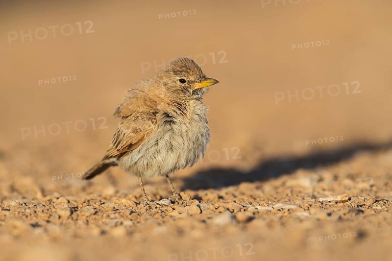 Desert Lark (Ammomanes deserti payni) perched on the ground, Eilat, Israel