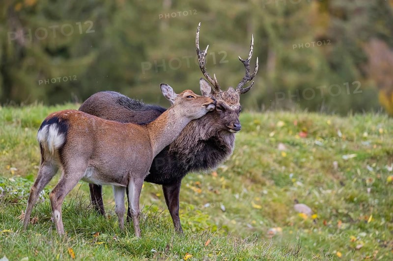 Deep affection. A Japanese sika deer (Cervus nippon nippon) doe cuddles intensely with a stag