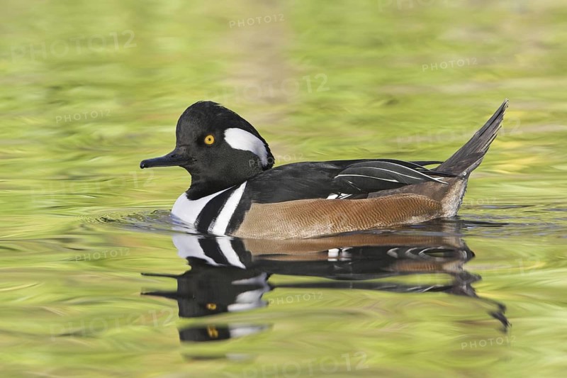Hooded Merganser (Lophodytes cucullatus) male, British Columbia, Canada