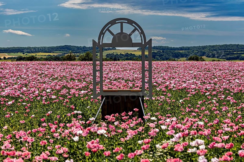 Decorative window frame in the middle of a poppy field, framed by an idyllic landscape under a blue sky, The Poppy near Grandenborn on the Ringgau in Hesse