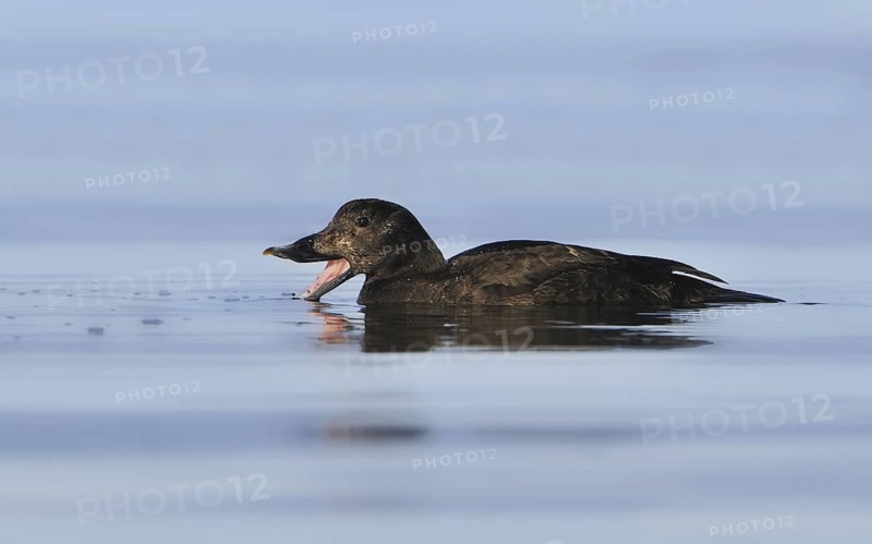 White-winged Scoter (Melanitta deglandi) female, British Columbia, Canada