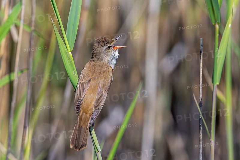 Great reed warbler (Acrocephalus arundinaceus) adult male singing in reed bed in spring