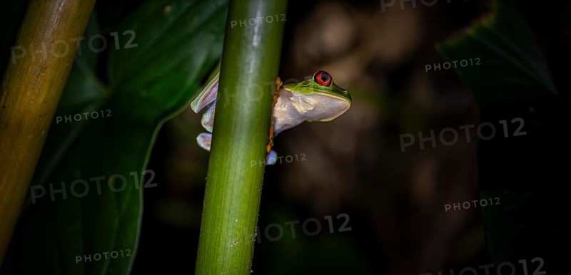 Red-eyed tree frog (Agalychnis callidryas) on a leaf, macro photograph, black background, Tortuguero National Park, Costa Rica