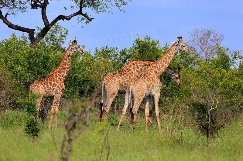 Giraffe (Giraffa camelopardalis giraffa), adult, three, foraging, Kruger National Park, Limpopo Province, South Africa