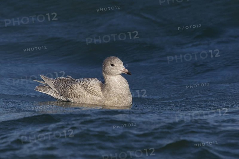 Glaucous Gull (Larus hyperboreus), North Sea, Germany