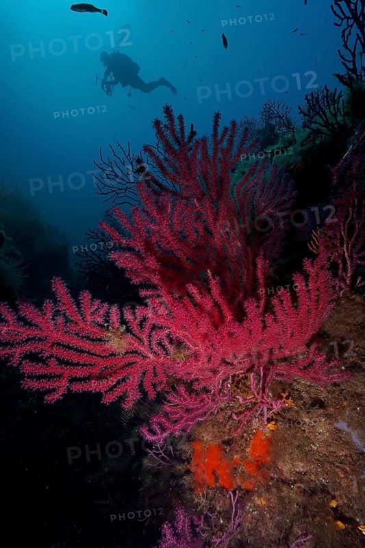 A diver explores a large red coral, the Violescent sea-whip (Paramuricea clavata), in a deep underwater environment, at the Giens Peninsula dive site, Hyères, Porquerolles, Provence, Côte d'Azur, Mediterranean Sea, France