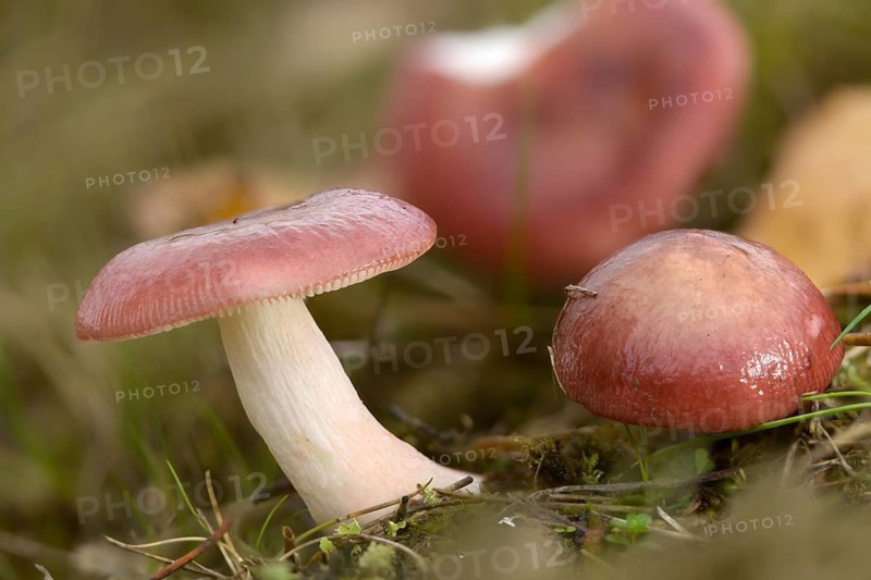 Mild Shine Babe, Russula Nitida, Fungi, Fungus, Mushrooms, Purple Swamp Brittlegill