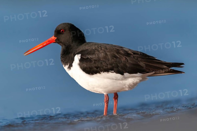Oystercatchers, Haematopus ostralegus, oystercatchers, birds, charadriiformes, limikolen, snipe birds, scolopacidae, birds, waders, waders
