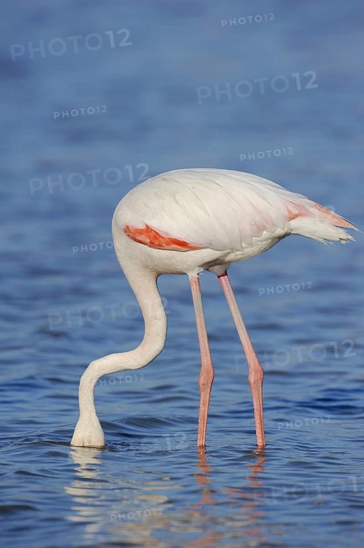 Greater flamingo (Phoenicopterus roseus) foraging, Camargue, Provence, southern France