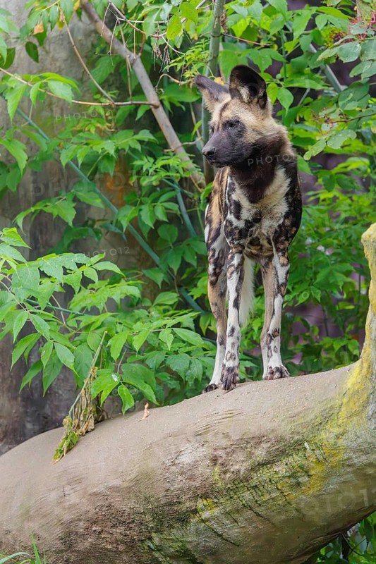 An African Wild Dog, Lycaon pictus, stands in front of some green vegetation on a thick branch of a tree