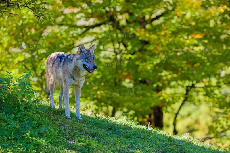 One eurasian gray wolf (Canis lupus lupus) walks down a hill through green vegetation