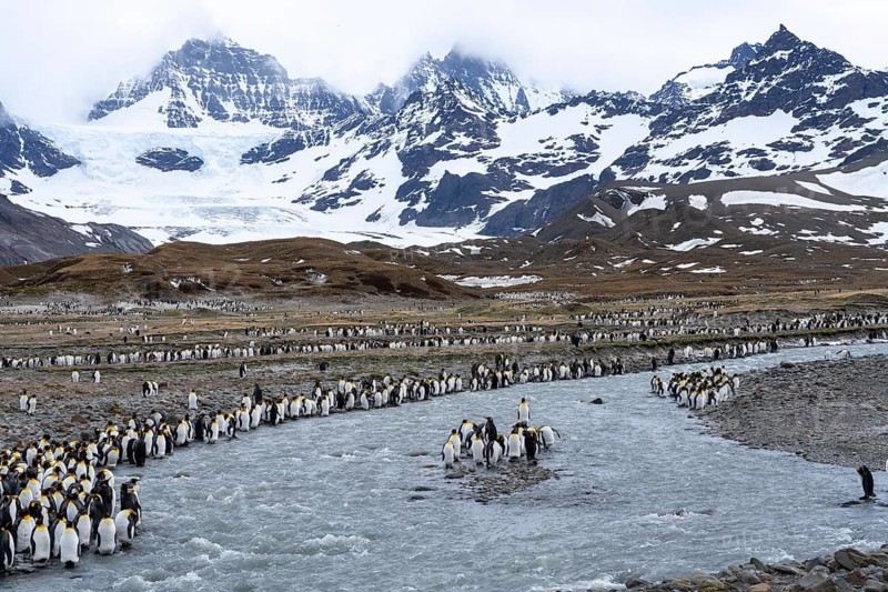 King penguins (Aptenodytes patagonicus), colony on the banks of a glacial river against a snow-covered mountain backdrop, St. Andrews Bay, South Georgia