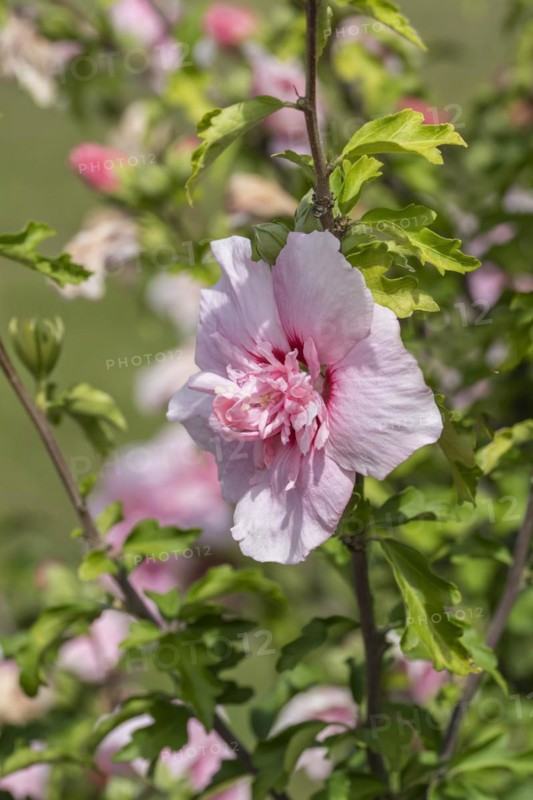 Garden marshmallow (Hibiscus syriacus PINK CHIFFON), Anchers Havecenter, Ellerhoop-Thiensen, Schleswig-Holstein, Germany