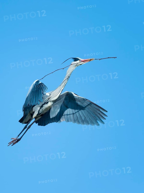 Grey Heron (Ardea cinerea) flying with nesting material in beak, Hesse, Germany