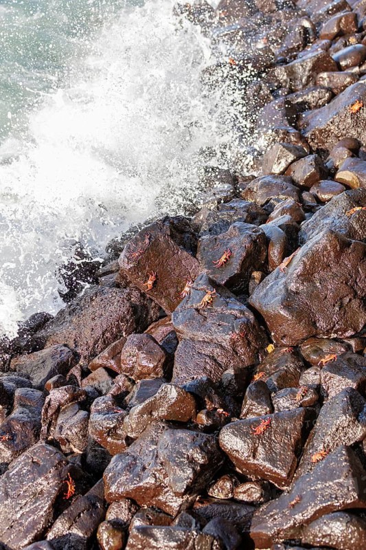 Sea lions (Zalophus wollebaeki), San Cristobal, Galapagos, Ecuador