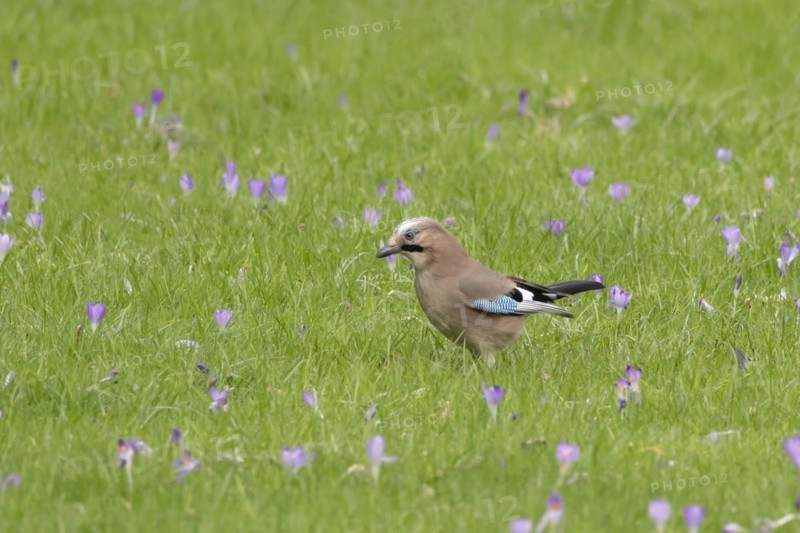 Eurasian jay (Garrulus glandarius) adult bird on a garden grass lawn with flowering Crocus flowers in the springtime, England, United Kingdom