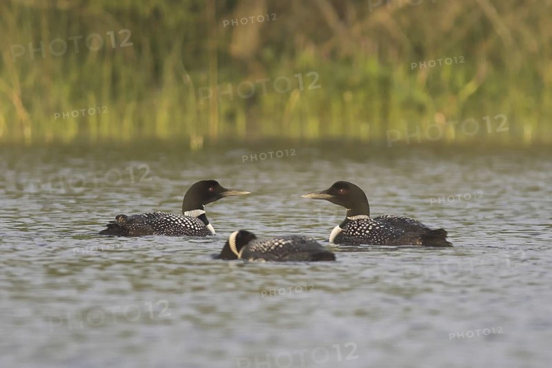 Great Northern Loon (Gavia immer), Ontario, Canada