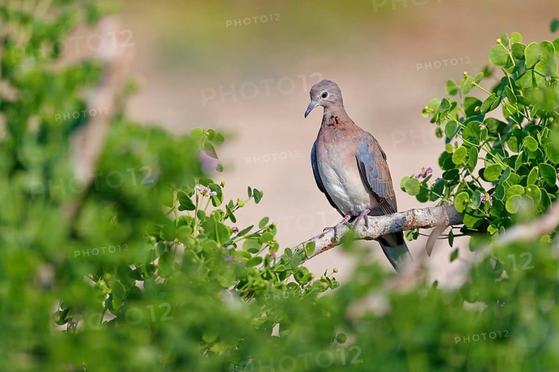 Palm Pigeon, Senegal Pigeon, (Streptopelia senegalensis), Animals, Birds, Pigeons Oman, Wadi Al Mughsayl, Arabian Peninsula, Middle East