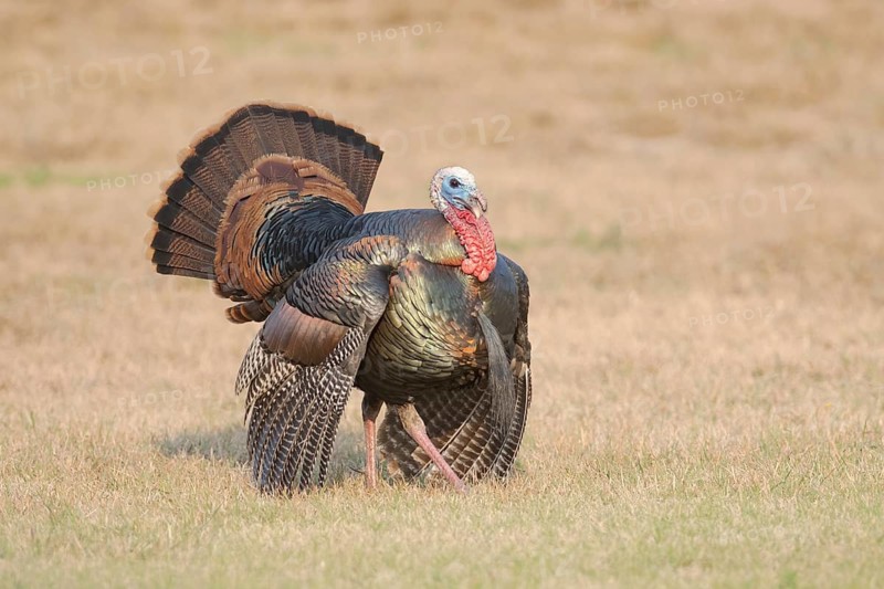 Wild Turkey (Meleagris gallopavo) displaying, Texas, USA