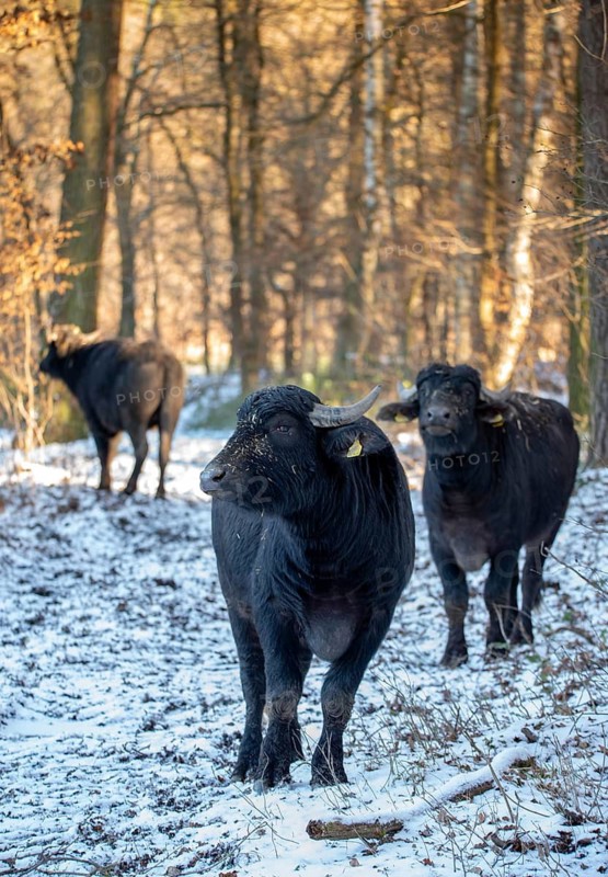 Artiodactyla, Bubalus Arnee, even-toed ungulate, cloven-hoofed, water buffalo, water buffalo, grazing, domesticated animals, extensive grazing, pet, high size, portrait, mammals, snow, mammals, winter