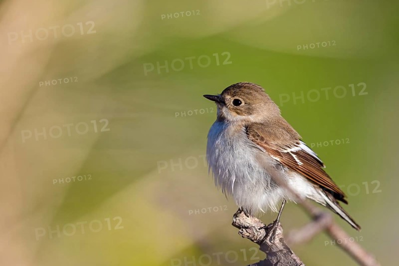 Collared flycatcher, (Ficedula albicollis), family of flycatchers Lesbos Island, Lesbos, Greece
