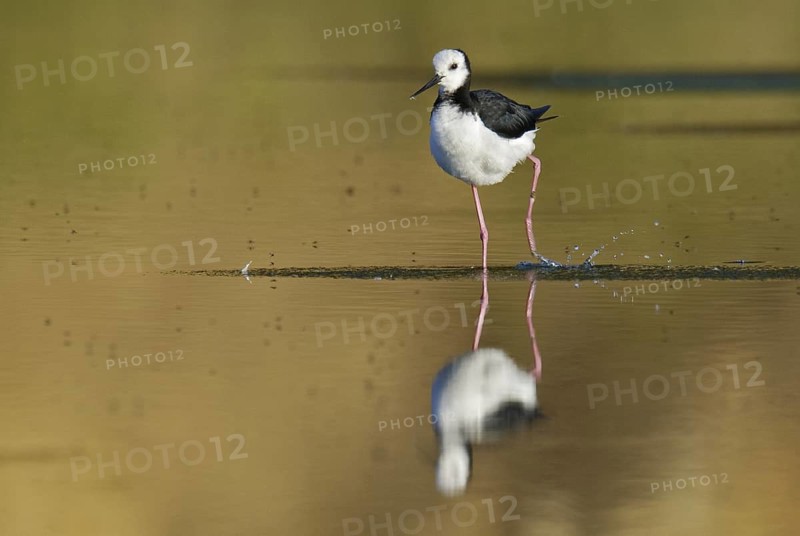 White-headed Stilt (Himantopus leucocephalus), New Zealand
