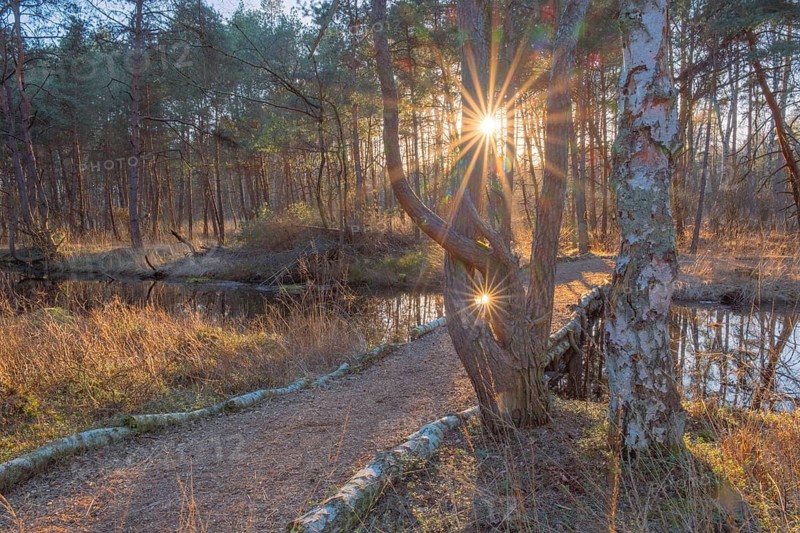 View of a backlit path in the moor adventure trail, Sonnenstrahl, Otternhagener Moor, Resse, Neustadt am Rübenberge, Hanover, Lower Saxony, Germany