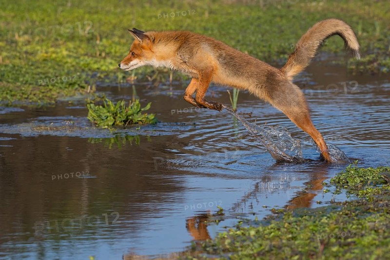 Red Fox (Vulpes vulpes) jumping and hunting in pond, Netherlands