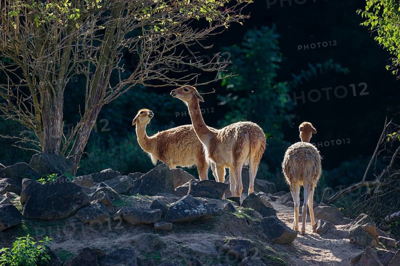 Three vicunas (Lama vicugna) stand on rocky terrain under a tree in a backlit scene
