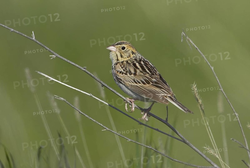 Baird's Sparrow (Ammodramus bairdii), Montana, USA
