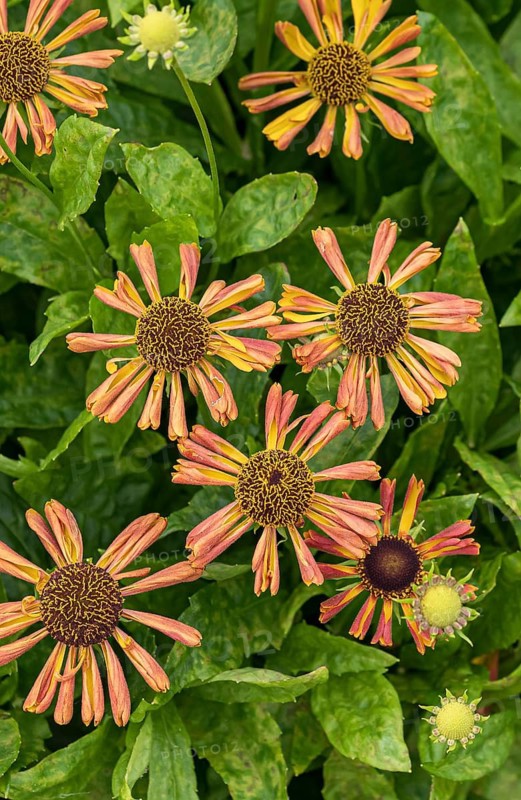 Sunflower (Helenium 'Betty'), RHS Garden Bridgewater, Great Britain