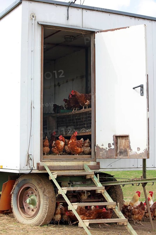 Free-range chickens with a run in a meadow. In the background is a mobile chicken house, animals, birds, chicken birds, free-range eggs, Hühnermobil Federal Republic of Germany