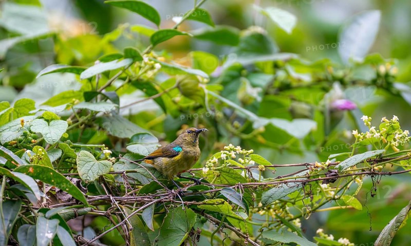 Olive-bellied Sunbird (Cinnyris chloropygius) sitting on a branch, Mgahinga Gorilla National Park, Western Region, Uganda