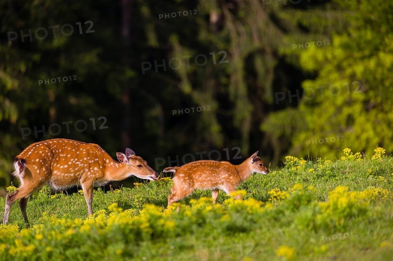 One female Manchurian sika deer or Dybowski's sika deer (Cervus nippon mantchuricus or Cervus nippon dybowskii) stands with her fawn on a meadow on hilly ground