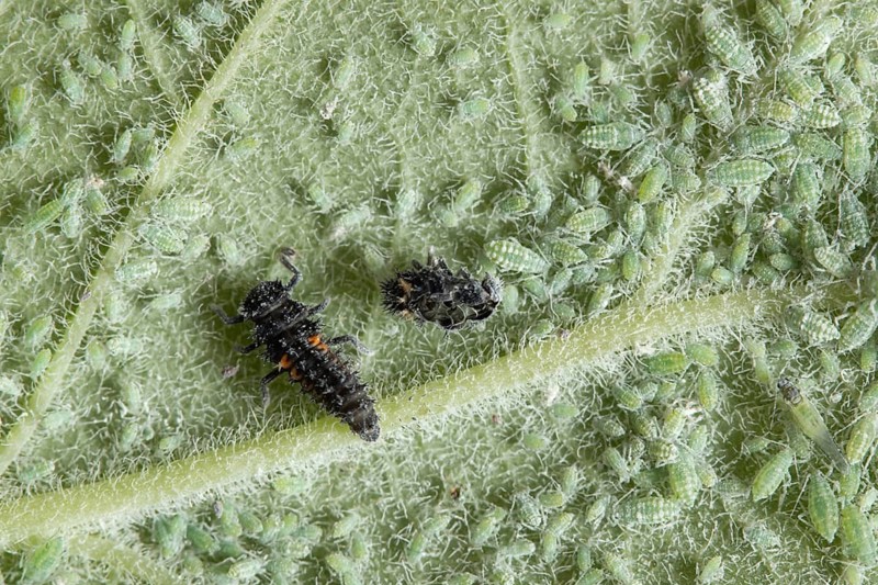 Harlequin ladybird or ladybug (Harmonia axyridis) adult insect larva and Plum aphid (Hyalopterus pruni) aphids on a plum tree leaf in summer, England, United Kingdom