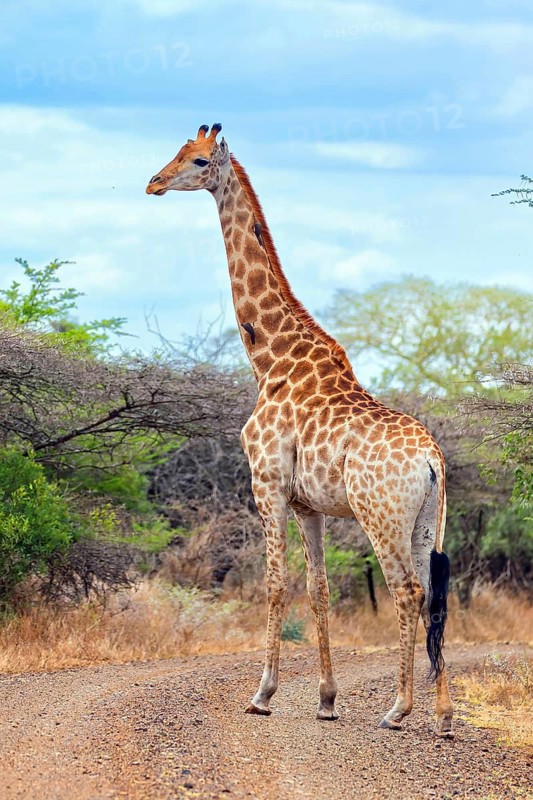 Giraffe, Steppe giraffe, (Giraffa camelopardalis giraffa), animals, mammals, Africa, Mkuze Game Reserve, Mkuze, KwaZulu-Natal, South Africa