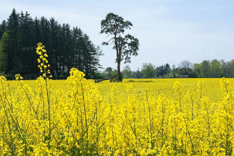 Rapeseed field, rapeseed (Brassica napus), Bavaria, Germany