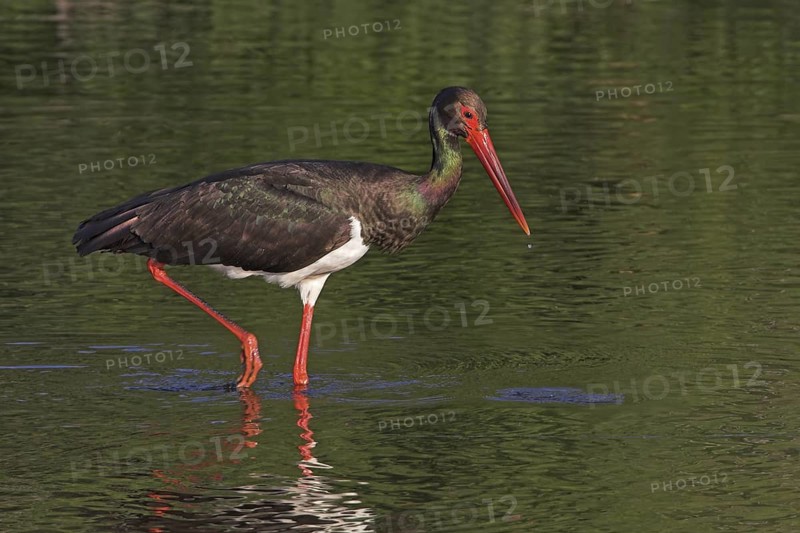 Black Stork (Ciconia nigra) foraging, Lesvos, Greece