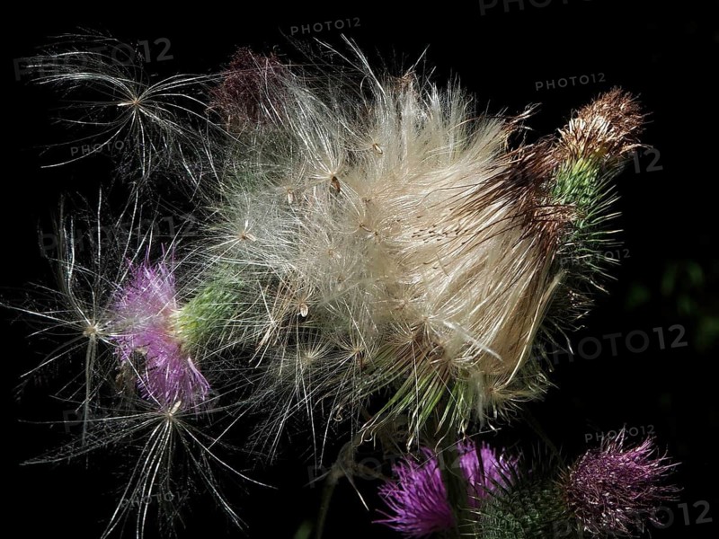 Close-up of the Spear Thistle (Cirsium vulgare) and its achenes against a dark background, Hüttchopf, Tösstal, Canton of Zurich, Switzerland