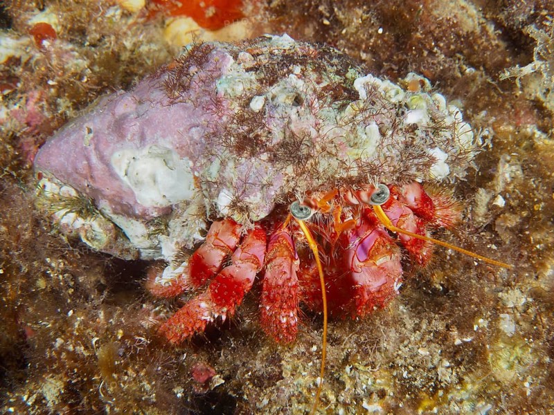 A Red Hermit Crab (Dardanus calidus) on the seabed, surrounded by seaweed and mussels, at the Cap de Creus Marine Reserve dive site, Rosas, Costa Brava, Spain, Mediterranean Sea