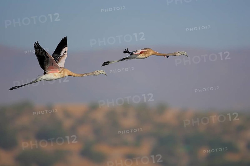 Greater Flamingo (Phoenicopterus roseus) juvenile flying, Seville, Spain
